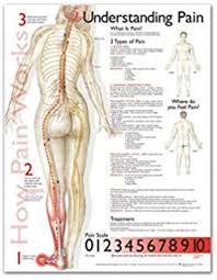 Torso Extremities Lam Trigger Point Chart Set Science