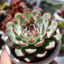 Echeveria Pulidonis Pulido S Echeveria Echeveria Planting Succulents Succulents