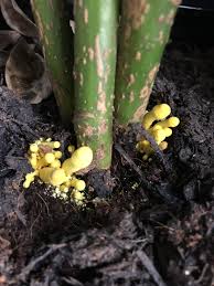 The most common bacteria known to feed on iron are thiobacillus ferrooxidans and leptospirillum ferrooxidans. What Is This Yellow Fungus Growing In My House Plant Do I Need To Remove It Uk Cornwall Gardening Yellow Fungus House Plants Starting A Vegetable Garden