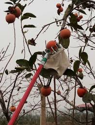 Garden netting anti bird protection net 4m x 10m / 13ft x 33ft green garden plant netting fruit trees netting with 20 tacks and 50 ties. China Telescopic Fruit Picker With 4 5m Handle Easy Grip Fruit Catcher Cutter Safe Basket Bag China Fruit Picker Fruit Picker On Telescopic Handle