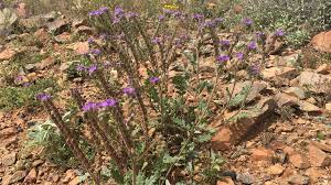 Purple flowering bush in az, tx. Scorpion Weed Wildflowers Are Found In Arizona And Act Like Poison Ivy 12news Com