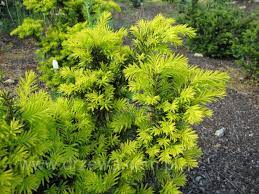 Taxoids from taxus cuspidata (the japanese yew) inhibit p glycoprotein and are candidates for reversing multidrug. Dwarf Golden Japanese Yew Taxus Cuspidata Nana Aurescens Garden Planning Landscape Plan Plants