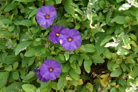Image result for Lycianthes rantonnetii