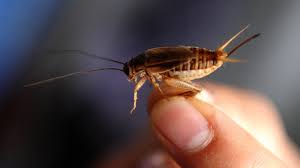 Maybe you would like to learn more about one of these? Big Cricket The New Yorker