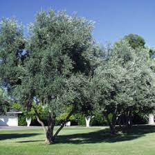 It rarely produces mature fruit. Swan Hill Olives Non Fruiting Olive Trees Olive Evergreen And Olea Europaea Tree Nursery