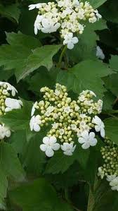 Maybe you would like to learn more about one of these? Viburnum Opulus Compactum The Guelder Rose Buy Online Uk Garden Shrubs Viburnum Opulus Shade Shrubs
