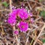 Image result for Commicarpus pedunculosus