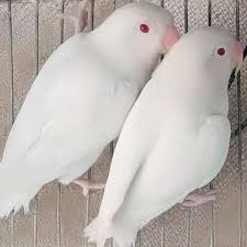 Buy Albino Lovebird Red Eyes for Sale in Pakistan | Buy Lovebird 2023 - Taj  Birds