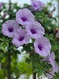 Image result for Ipomoea cairica