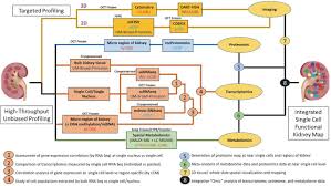 I have a template for dividers saved on my computer but i have no idea what brand they might go to.but surely they are all pretty close to size! A Multimodal And Integrated Approach To Interrogate Human Kidney Biopsies With Rigor And Reproducibility The Kidney Precision Medicine Project Biorxiv