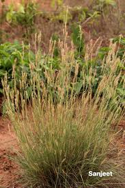 Image result for Agrocharis incognita