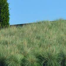 This is a look at the purple love grass (eragrostis spectabilis) in it's first year. Deer Grass Buy At Nature Hills Nursery