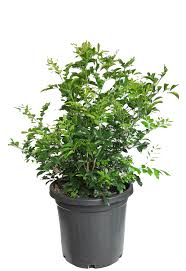 Image result for Murraya