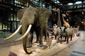 Grande Galerie De L Evolution Museum National D Histoire Naturelle Histoire Naturelle Et La Nuit Au Musee