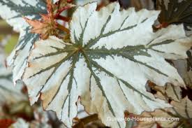 Other common names begonia 'escargot'. Rex Begonia House Plants Begonia Rex Picture Care Tips