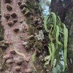 Image result for Pleopeltis macrocarpa