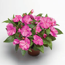 Image result for Impatiens irvingii