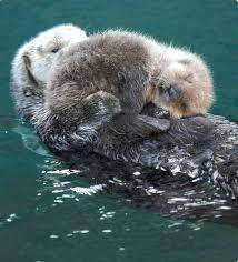 Baby Sea Otter Sleeping Safe And Warm As Mom Floats In The Water Otter Pup Baby Sea Otters Sea Otter