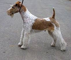 Image result for foxteriér hladkosrstý