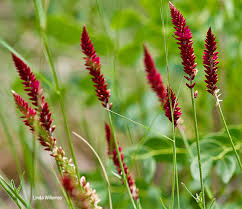 Image result for Hermbstaedtia