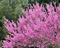 Stunning purple blooms in the spring! Planting And Caring For Eastern Redbud Cercis Canadensis Forest Pansy Mygarden Com