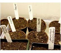 Space seeds out on a paper towel one inch apart. Germinating Seeds In Soil Versus Paper Towel