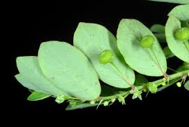 Image result for Phyllanthus tenellus