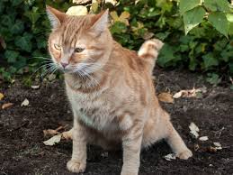 Jun 09, 2021 · 6 potret tangkapan hasil mancing ini bikin mata melotot (sumber: Penyebab Dan Cara Mengatasi Kucing Susah Buang Air Besar Pintarpet