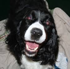 If your dog is diagnosed with lymphoma, they may need to see a veterinary oncologist. How Long Should I Wait After My Pet Dog Dies To Get Another One Pethelpful