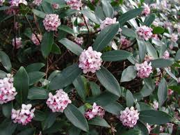 This bush flowers in spring and may bloom multiple times in partial shade. Flowering Shrubs For Shade Zone 6 Idioticfashion