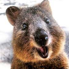 Pin On Rottnest Island Wa Australia
