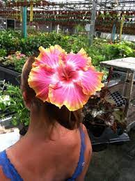 Maybe you would like to learn more about one of these? Dinner Plate Size Hibiscus Hibiscus Hibiscus Plant Elegant Dinner