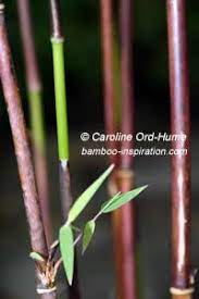 Fargesia Nitida Jiuzhaigou 1 Stunning Red Bamboo Canes And Tiny Leaves Bamboo Plants Hedging Plants Bamboo Canes