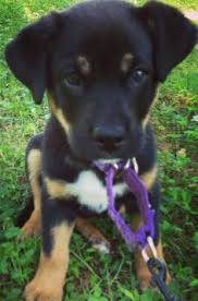 29 washington lab mix puppies. 18 Rottweiler Lab Mix Ideas Rottweiler Rottweiler Mix Rottweiler Puppies