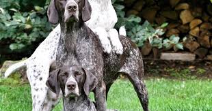 Posing Pointers German Shorthaired Pointer Dog Gsp Puppies German Shorthaired Pointer