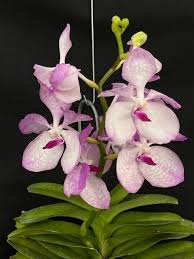 Image result for Vanda coerulea