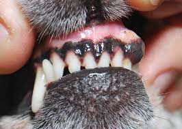 Bad breath could indicate oral or internal cancer, rear end odors could be a digestive tract or if your dog begins limping or holding up a paw, you should see the veterinarian right away. Warning Signs Of Cancer In Dogs