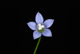 Wahlenbergia marginata, wahlenbergia, asian rockbell, asiatic bellflower, southern rockbell. Wahlenbergia Marginata Asiatic Bellflower Southern Rockbell North Carolina Extension Gardener Plant Toolbox