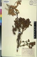 Image result for Viscum tuberculatum