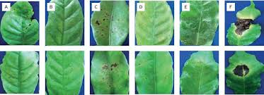 Image result for Coffea salvatrix