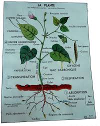 La Plante Ses Differentes Parties Ses Quatre Fonctions Affiche Scolaire Affiches Scolaires Plante Planter Des Fleurs