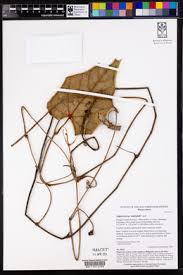 Image result for Ampelocissus obtusata