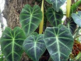 Image result for Remusatia