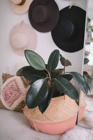 Price and stock could change after publish date, and we may make money from these links. 7 Common Houseplants Air Purifying Indoor Plants