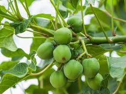 Image result for Jatropha erythropoda