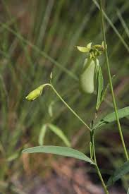 Image result for Crotalaria barkae