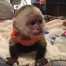 Baby Capuchin Monkey For Sale Texas City In 2020 Monkeys For Sale Pet Monkey Capuchin Monkey