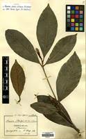 Image result for Rothmannia whitfieldii