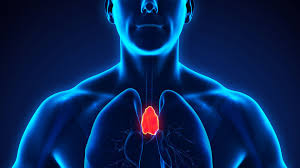 Image result for Thymus