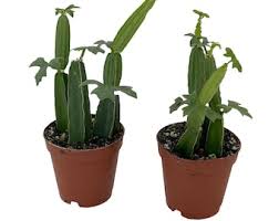 Image result for Cissus trothae